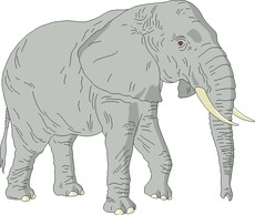 Elefant.tif
